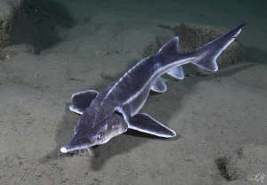 Sturgeon by Veronika Matějková 